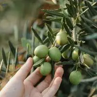 Olive Oil From Spain