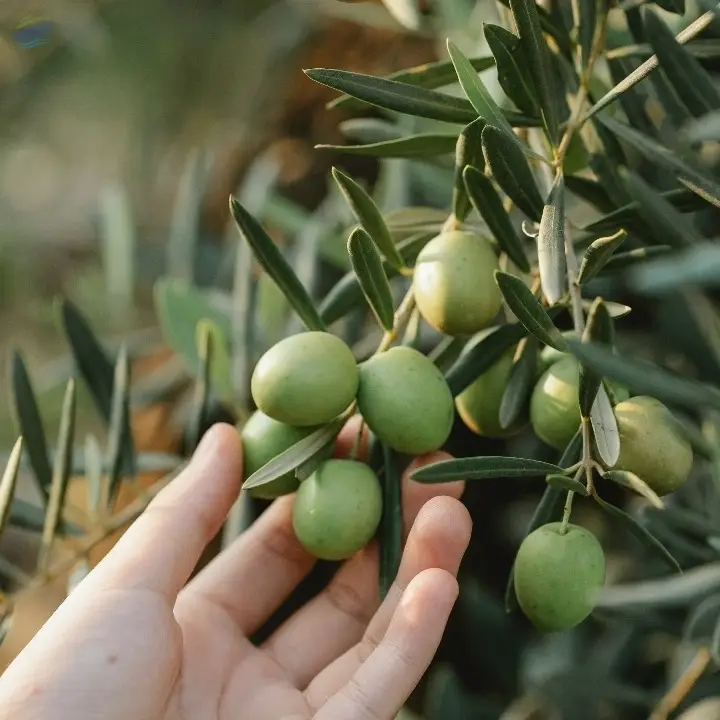 Olive Oil From Spain