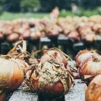 White Onion