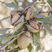 Pecan Nuts