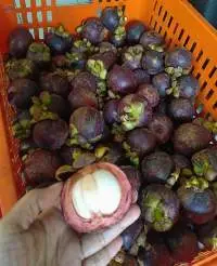 Fresh Mangosteen