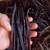 Vanilla Bean