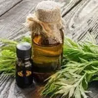 Armoise Essential Oil