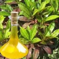 Croton Essential Oil