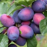Plum Kernel Organic Carrier Oil