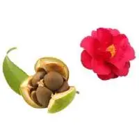 Camellia Seed Organic Carrier Oil