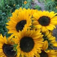 Sunflower Organic Carrier Oil