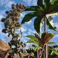 Castor Organic Carrier Oil