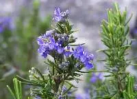 Rosemary Organic Essential Oil