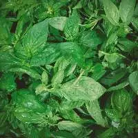 Basil Organic Essential Oil