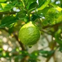 Bergamot Organic Essential Oil