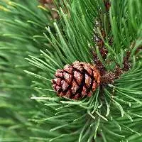 Cedarwood Organic Essential Oil (Atlas)