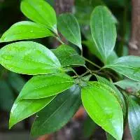 Cinnamon Leaf Organic Essential Oil