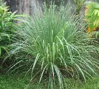 Citronella Organic Essential Oil