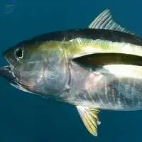 Yellowfin Tuna