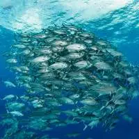 Bigeye Tuna