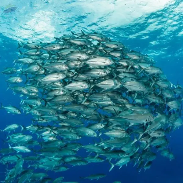 Bigeye Tuna