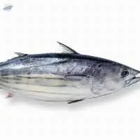 Skipjack