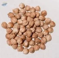Cardamom