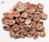 Betel Nuts