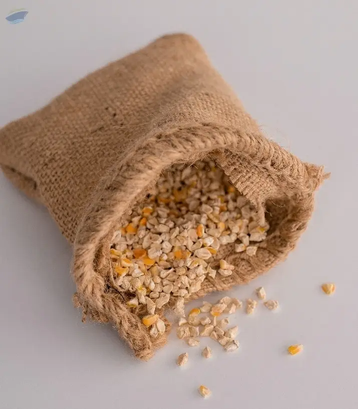 Corn Germ
