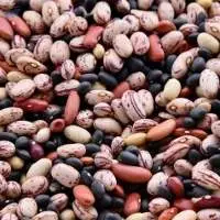Bean