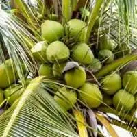 West Coast Tall Coconuts