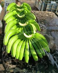 G9 Cavendish Banana