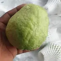 Guava