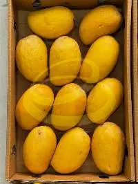 Mango (Kesar, Alphonso, Badami)