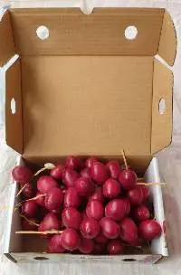 Fresh Dates (Barhi)