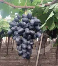 Black Grapes