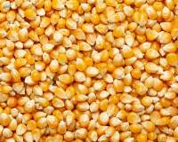 Corn Seeds