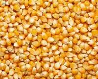 Corn Seeds