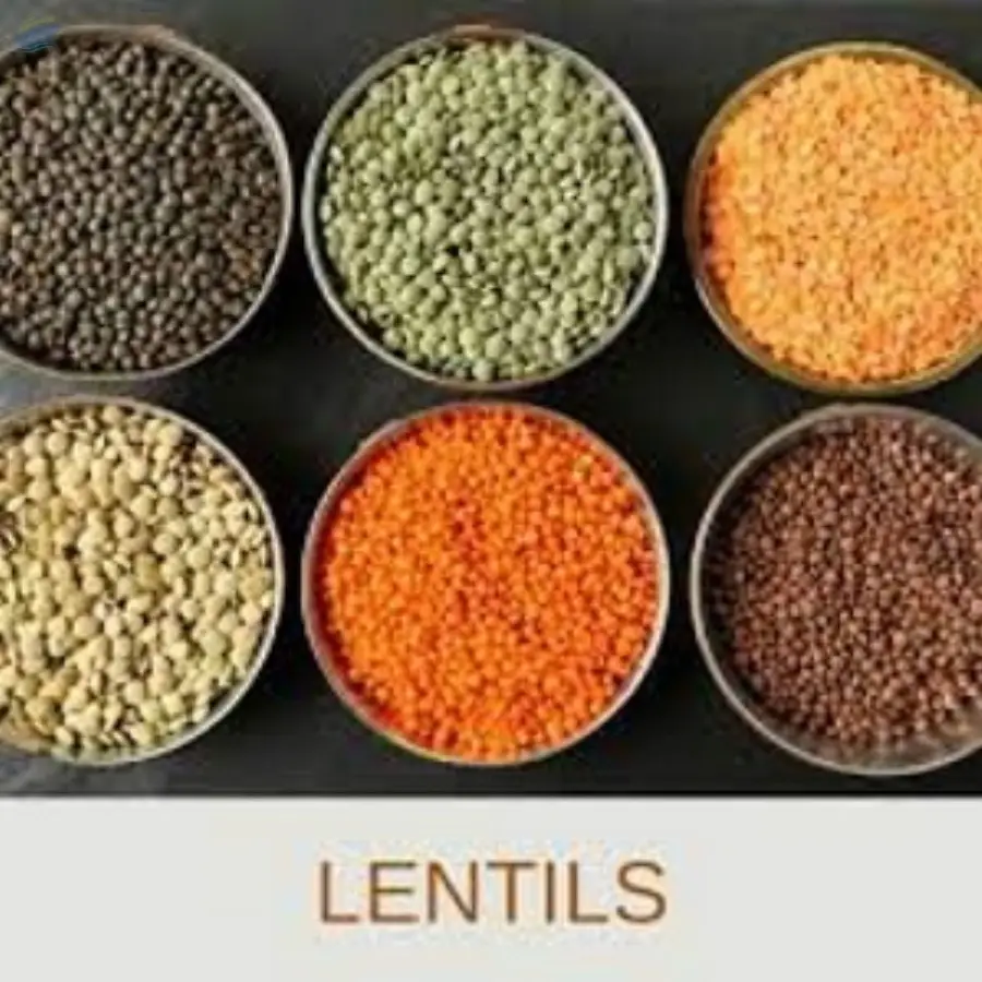 Lentils by Jaksh Overseas. Supplier from India. Product Id 1634574.