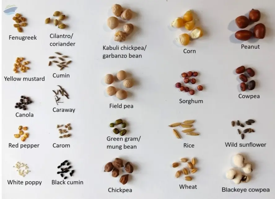 Seeds by Jaksh Overseas. Supplier from India. Product Id 1634575.