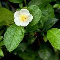 Ceylon Flower Broken Orange Pekoe