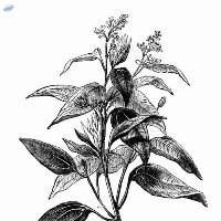 Ceylon Broken Orange Pekoe Fanning (BOPF)