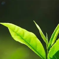 Ceylon Broken Orange Pekoe