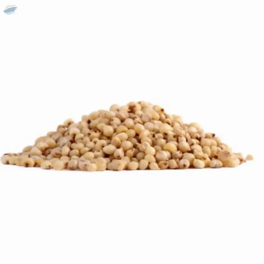 Sorghum/Jawari