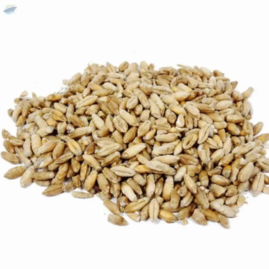 Triticale