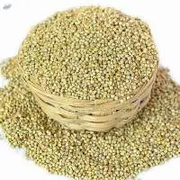 Millet/Bajra