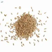 Rye