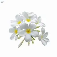 Jasmine