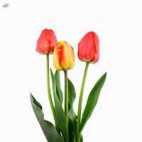 Tulip