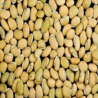 Field Beans