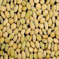 Field Beans