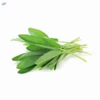 Sage