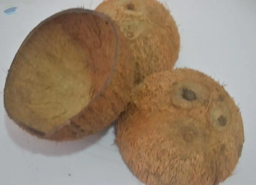 Coconut Shell