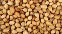 Coriander Whole